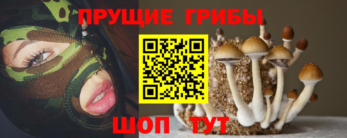 Псилоцибиновые грибы Psilocybine cubensis Ногинск